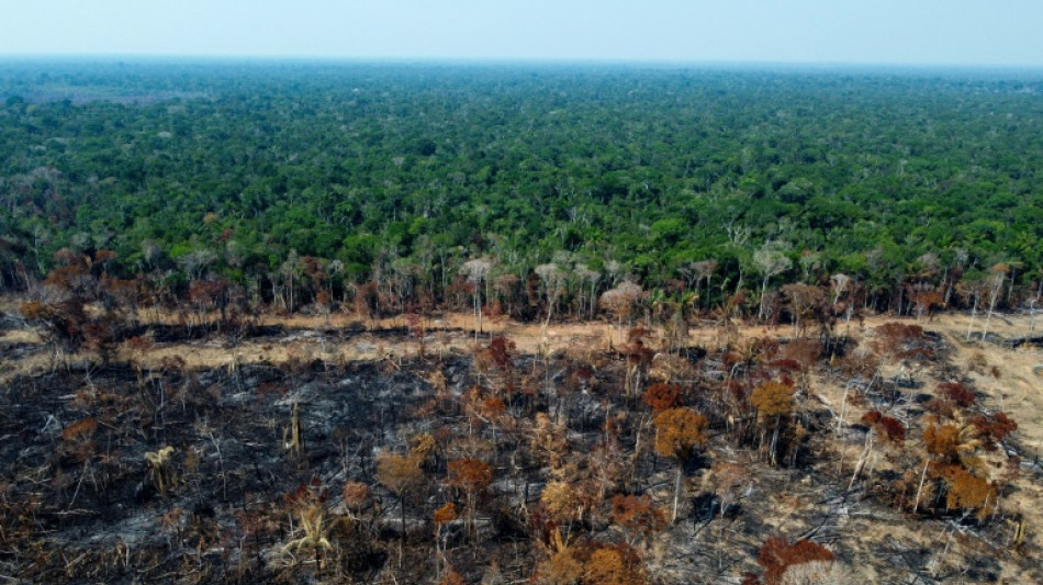 Football pitch of tropical forest lost every 5 seconds