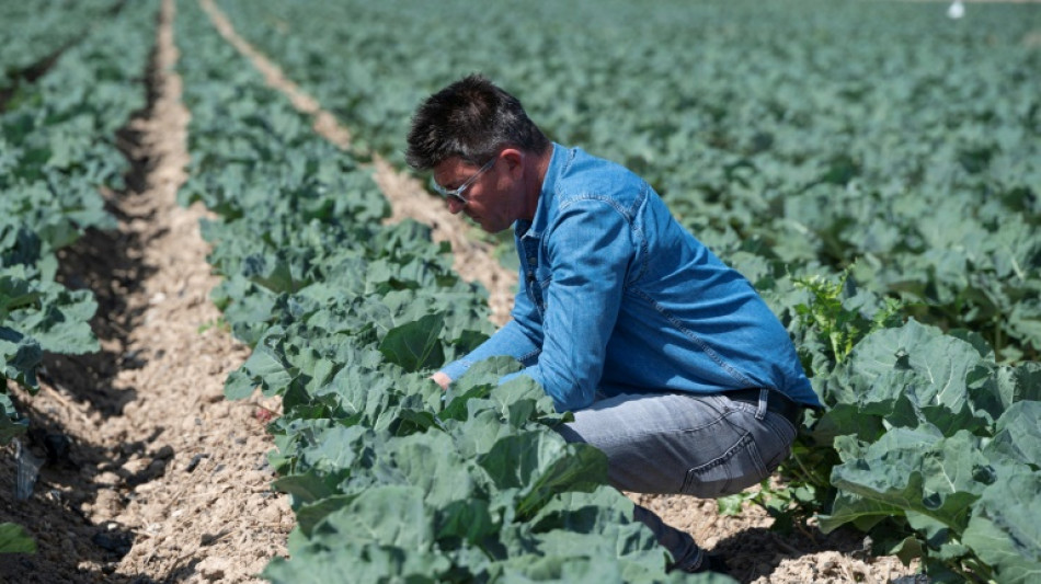 España, huerta de Europa, vive una guerra por el agua 