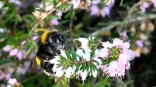 WWF fordert "drastische Reduzierung" des Einsatzes von Pflanzenschutzmitteln