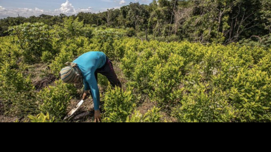 Onu, la produzione di cocaina in Colombia è aumentata del 53%