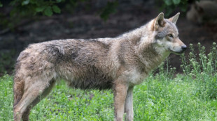 Loups: feu vert de l'Union européenne pour une protection réduite