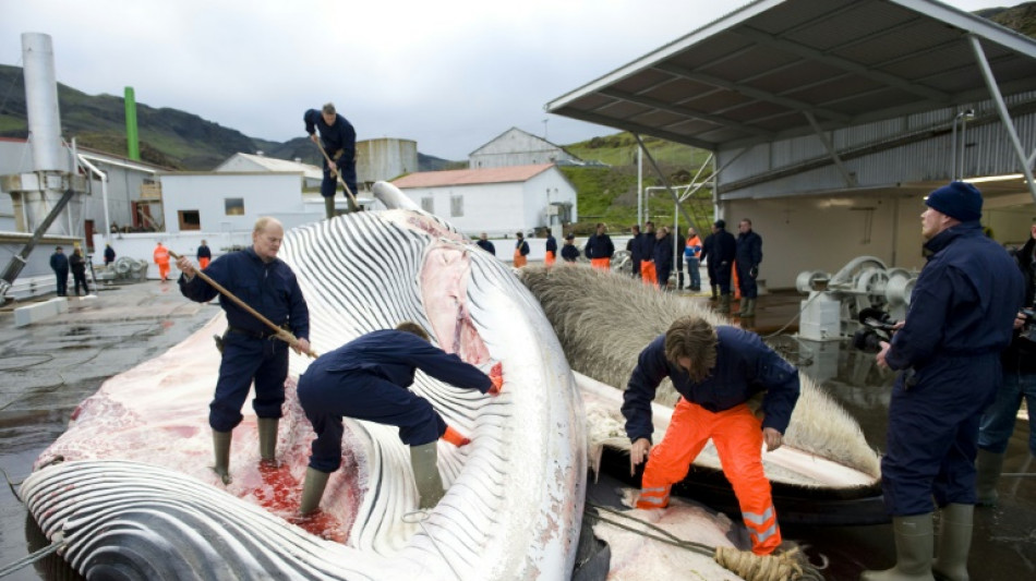 Islandeses matan a las dos primeras ballenas tras la reautorización de la caza