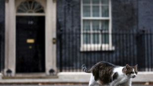 Gato Larry de Downing Street tem 'rival russo' após a chegada da família Starmer