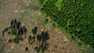 Waldeigentümer kritisieren geplantes Verbot von Holzheizungen in Neubauten