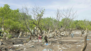 Puits de carbone et de biodiversité, la mangrove de Mayotte en danger