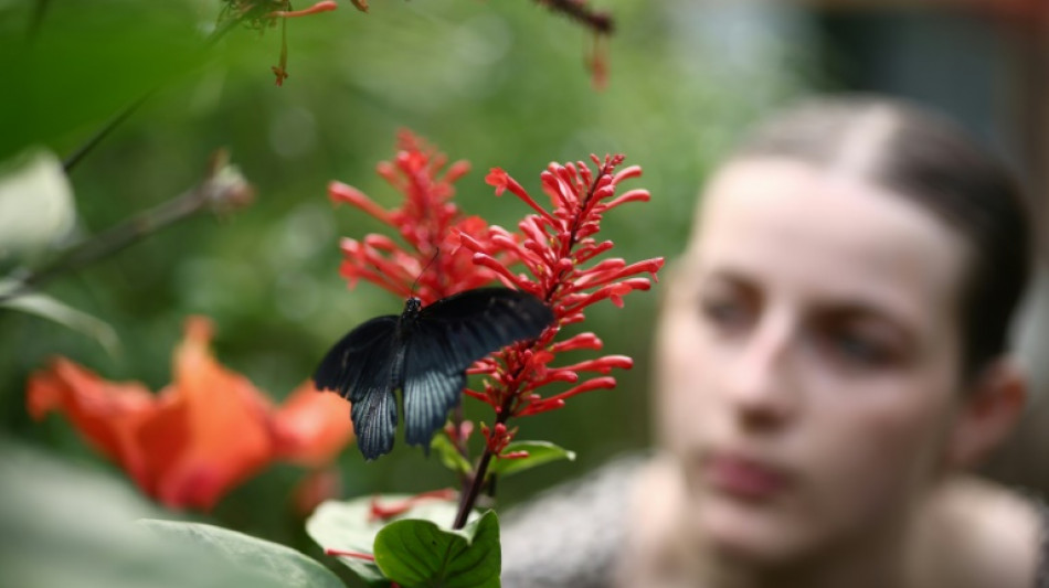 Au Royaume-Uni, les amoureux de la nature invités à compter les papillons