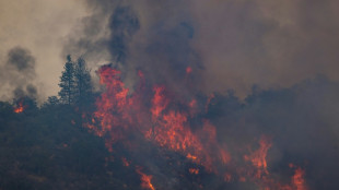 Studie: Häufigkeit und Intensität von Waldbränden hat sich seit 2003 verdoppelt