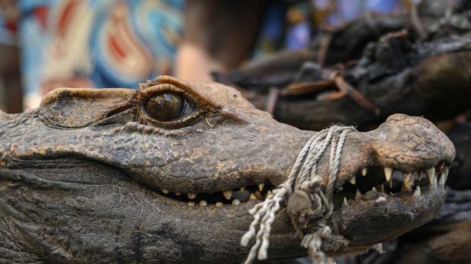 Los mitos de la caza del cocodrilo persisten en el río Congo