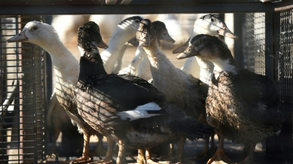 Grippe aviaire: levée des mesures de confinement en Vendée en raison de la chaleur