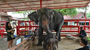 Inusual nacimiento de elefantes gemelos en Tailandia