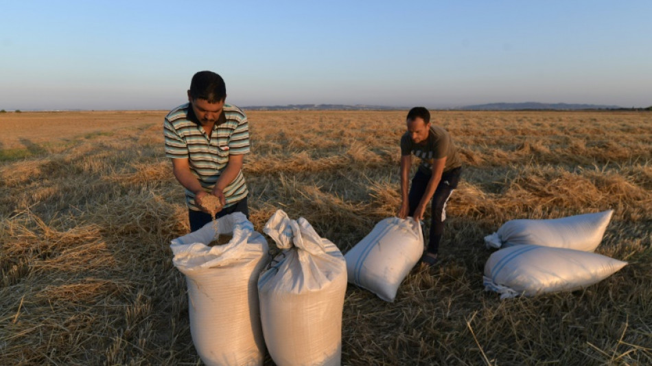 Más producción y cereales locales: África busca alternativas ante la guerra en Ucrania