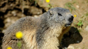 La chasse à la marmotte maintenue en Savoie