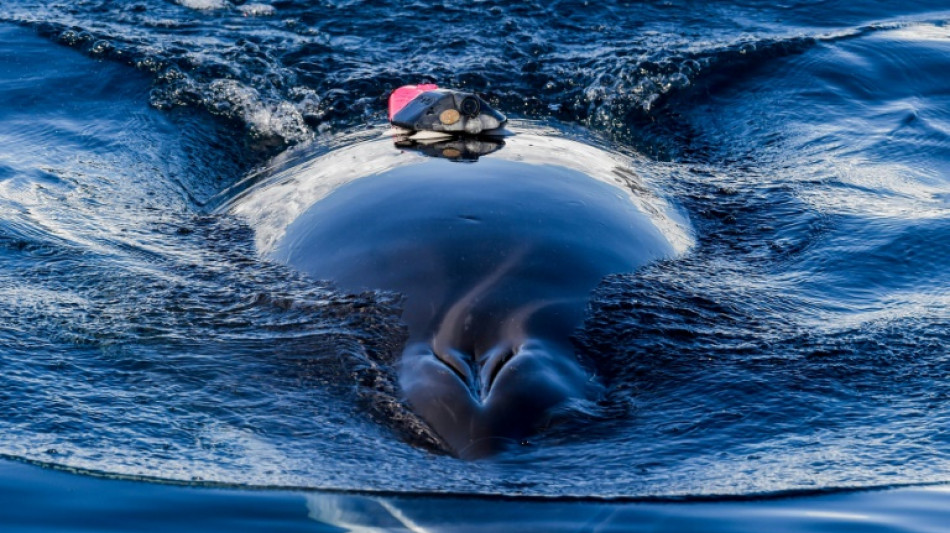 Norway study highlights whale excrement's role in ecosystem