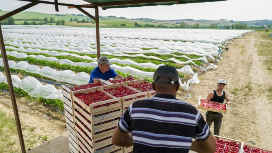 Dans le Sud-Ouest, les producteurs de fraises "dépassés" par les fortes chaleurs