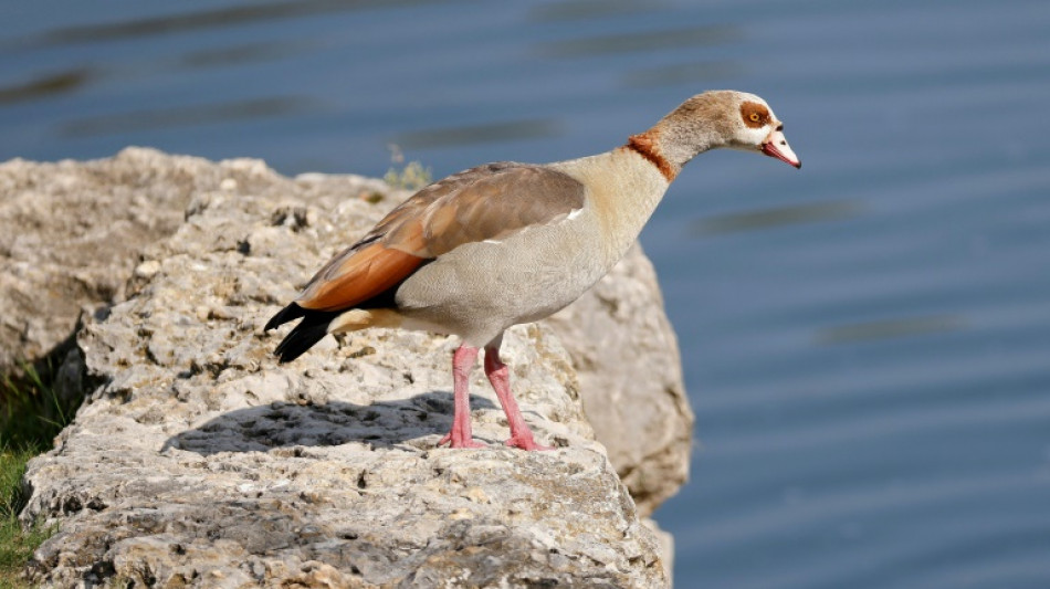 Mit Pfeil durchbohrte Nilgans: Polizei ermittelt wegen Jagdwilderei