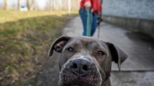 Zwei Männer in Schleswig-Holstein während Schlägerei von Kampfhund attackiert