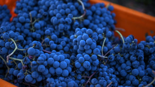 Locals toil as experts toast Turkish wine renaissance