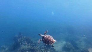 Avvistata dopo anni una tartaruga marina in mare Vietnam