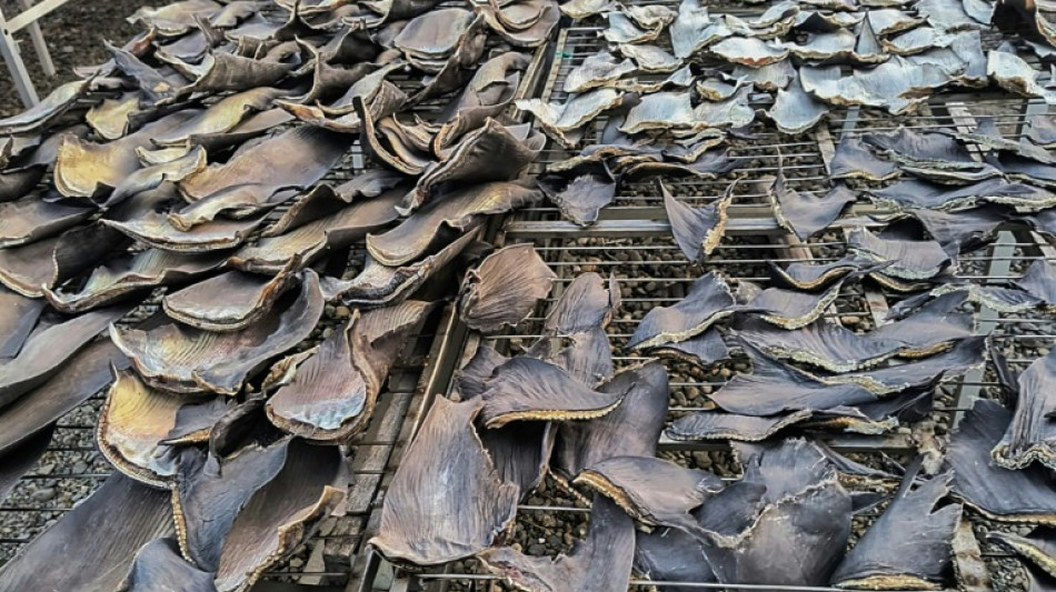 Peruvian police seize 1.3 tons of shark fins