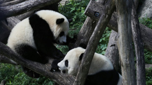 Diplomacia do panda de volta: China envia dois ursos a Washington