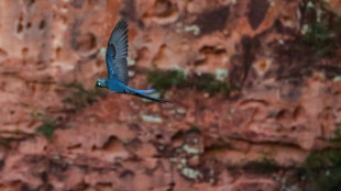 En peligro de extinción, los guacamayos frenan parque eólico en Brasil