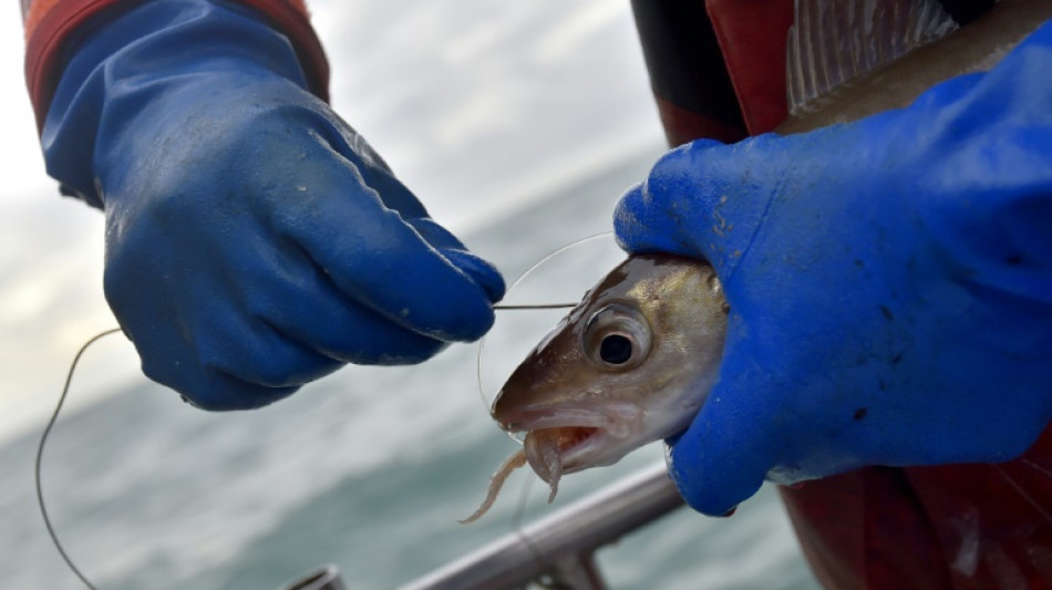 Avis de grand frais sur la pêche au lieu jaune dans la Manche