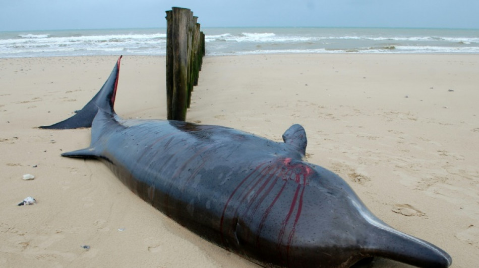 Hallan una ballena varada en el norte de Francia