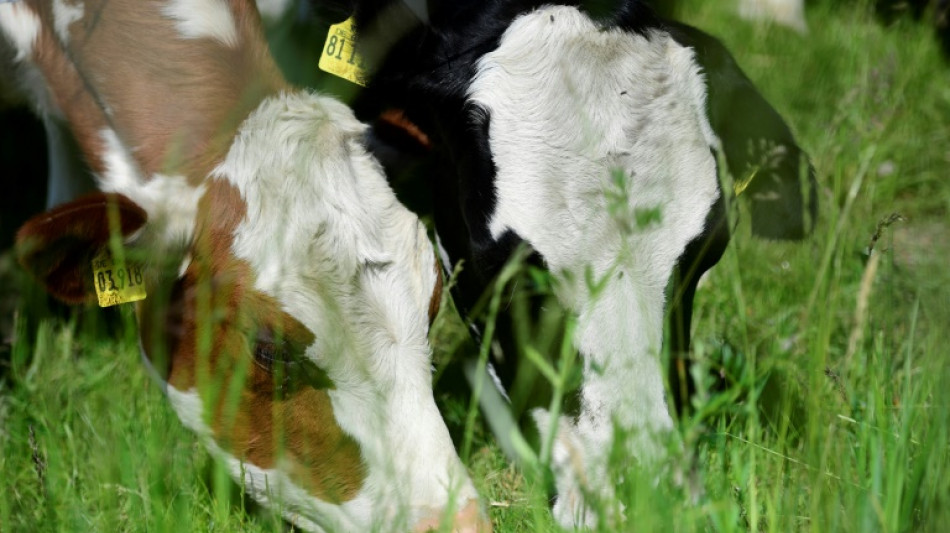 Bundeskartellamt erteilt Finanzierungskonzept von Milcherzeugern eine Absage