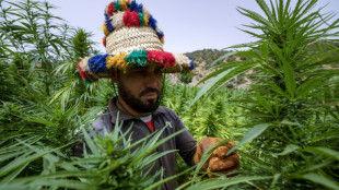 Au Maroc, des cultivateurs de cannabis sortent de la clandestinité