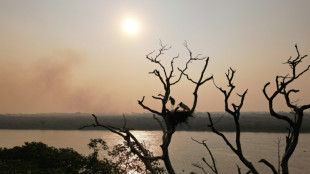 Casal de tuiuiús salvo das queimadas demonstra resiliência do Pantanal