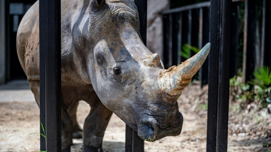 South Africa's largest rhino farm puts itself up for sale