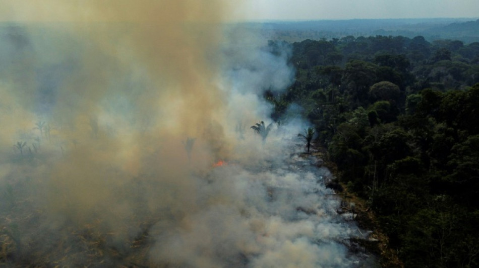 Deforestación de Amazonía brasileña aumentó 150% en último mes de Bolsonaro