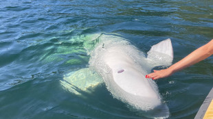 É morto Hvaldimir, beluga 'spia' che ha conquistato la Norvegia