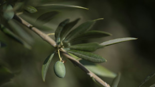 Olivenöl-Kongress in Madrid diskutiert Strategien gegen den Klimawandel 