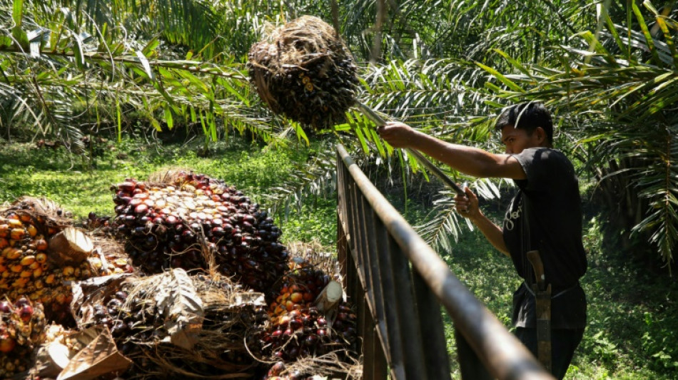 Indonesia's palm oil export ban heats up vegetable oil market