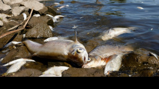 SPERRFRIST Mittwoch, 28. Dezember, 12.00 Uhr: Umweltverband Nabu kürt Grenzfluss Oder zum "Dinosaurier des Jahres"