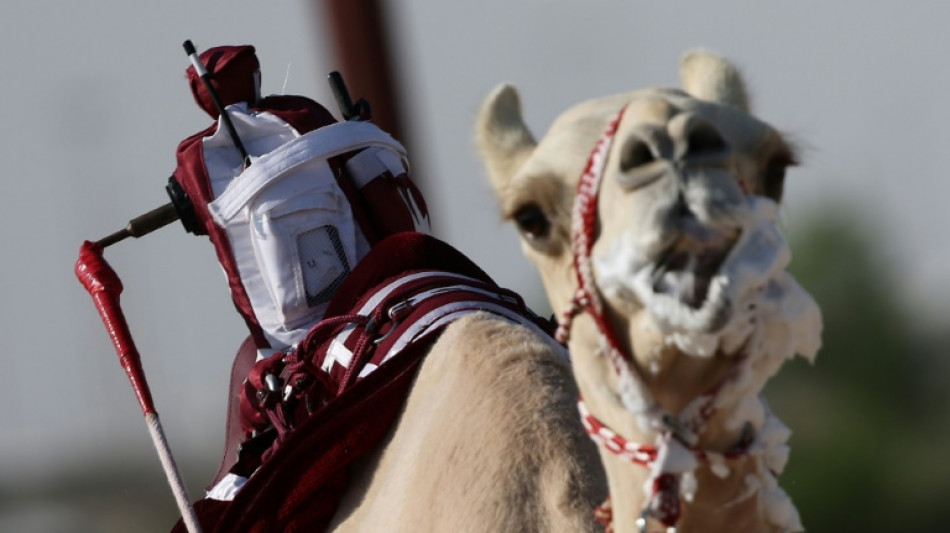 Qatar robo-jockey camel races hope to draw World Cup crowd