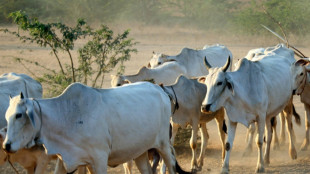 Zebu-Rinder in Hessen vergiftet - fünf Tiere tot
