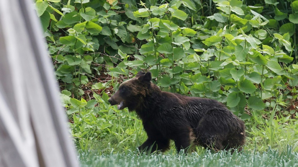 Un hombre encuentra a un oso en el salón de su casa en Japón