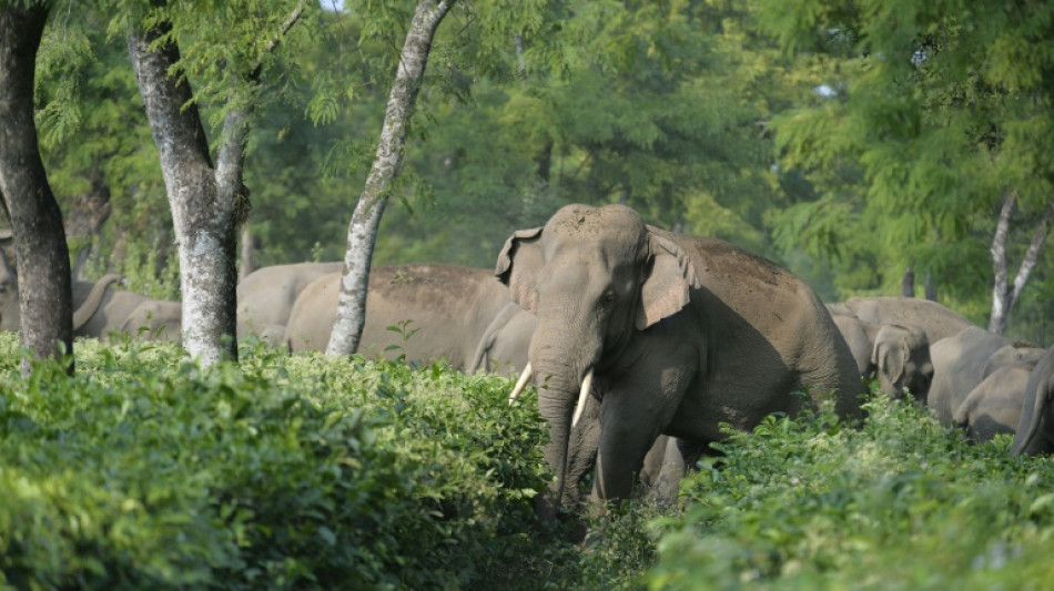 El elefante asiático perdió 66% de su hábitat en tres siglos 