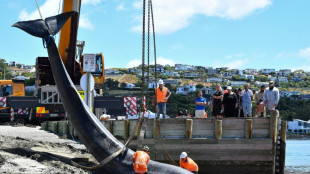 La muerte de una ballena conmueve a una ciudad de Nueva Zelanda