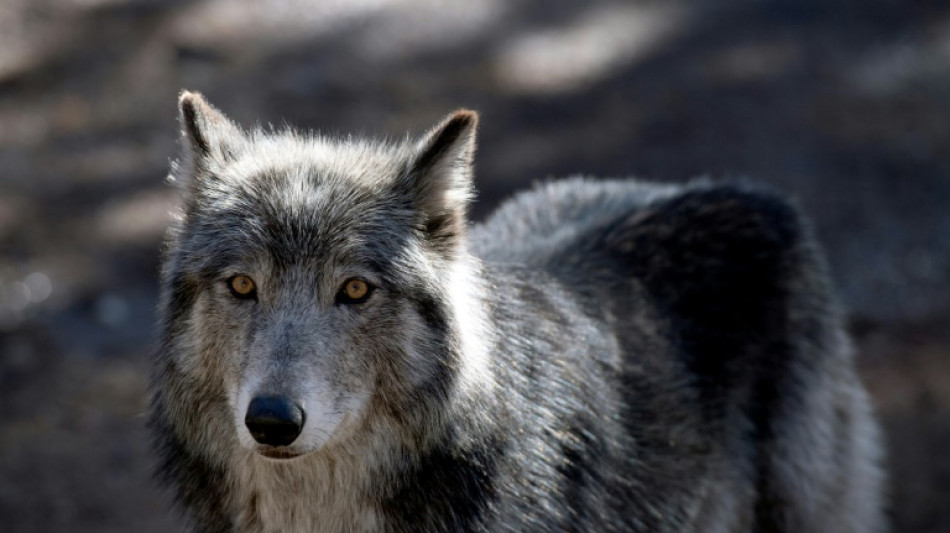 Un conducteur condamné après avoir tenté d'écraser un loup