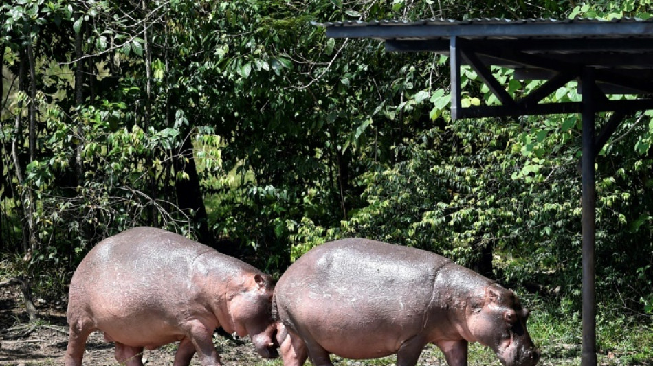 Colombie: un hippopotame du défunt baron de la drogue Escobar percuté sur une autoroute