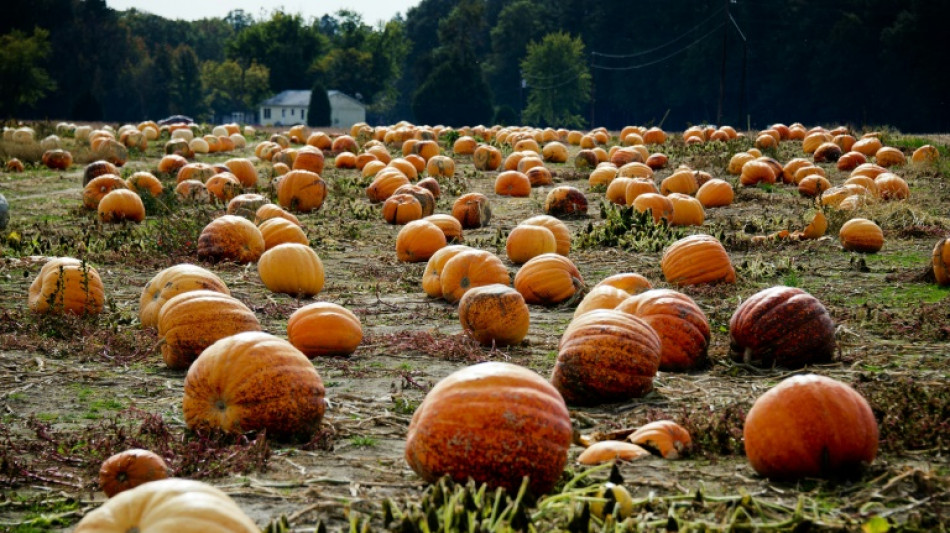 Oh my gourd: Hippo-sized pumpkin is world's biggest