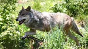 EuGH: Keine regionale Wolfsjagd bei insgesamt ungünstigem Erhaltungszustand