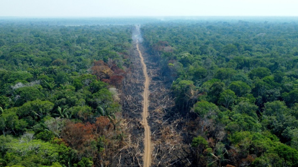 La deforestación en la Amazonía brasileña ya batió récord para febrero