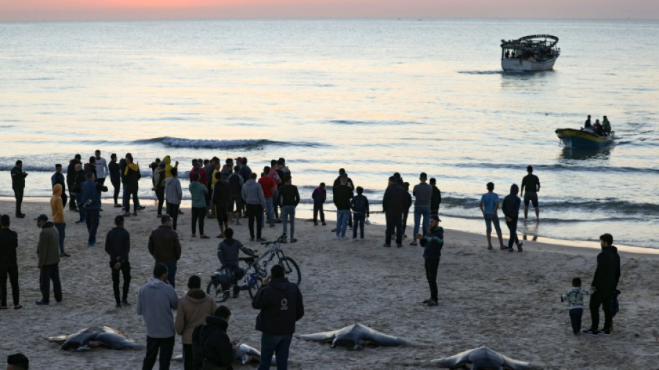 Des dizaines de raies manta pêchées au large de Gaza