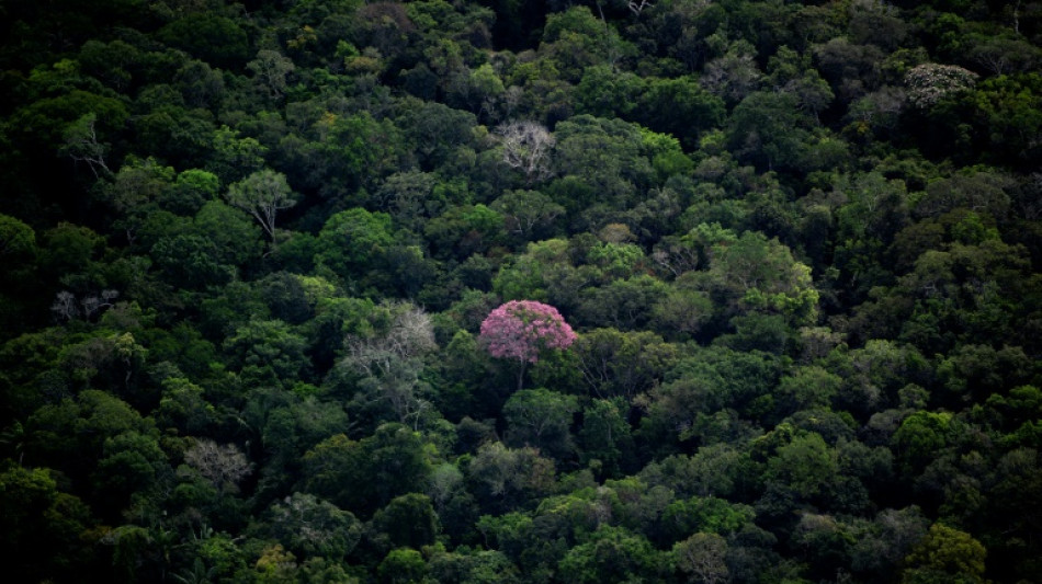 UN biodiversity talks open, billed as 'last chance' for nature