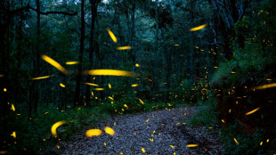 From robot fireflies to okra plasters: 2022's nature-inspired solutions