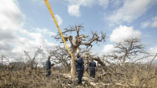 En busca de una economía más verde, Kenia apuesta por los créditos de carbono